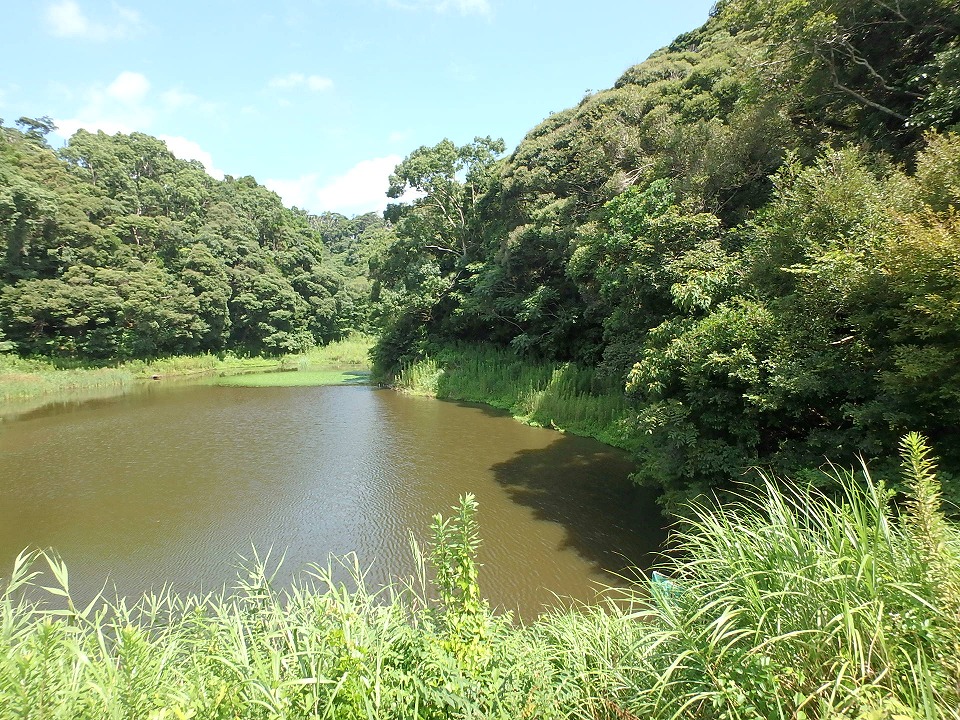 館山市小原の山林売却